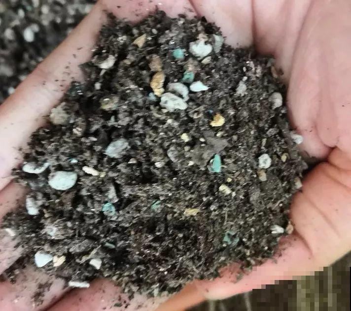 这花一年能开7个月，三伏天也挡不住爆盆，美翻了！