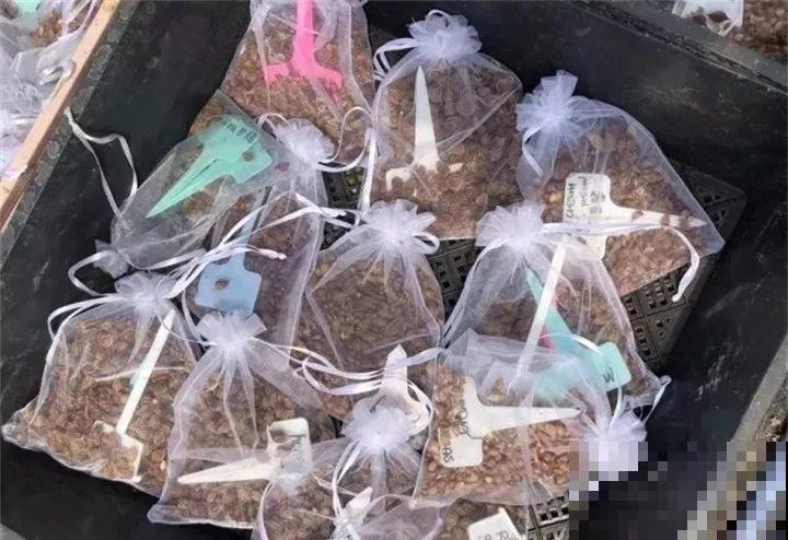 这花埋土里，不用剪就开爆，来年挖出来种球数翻10倍！