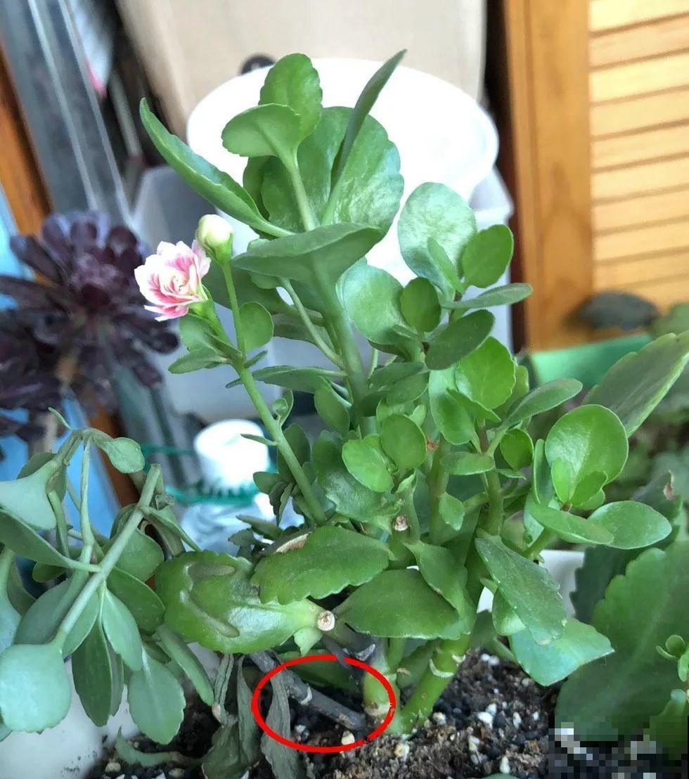 入秋就养这种花，剪一刀满头冒花苞，一开大半年！