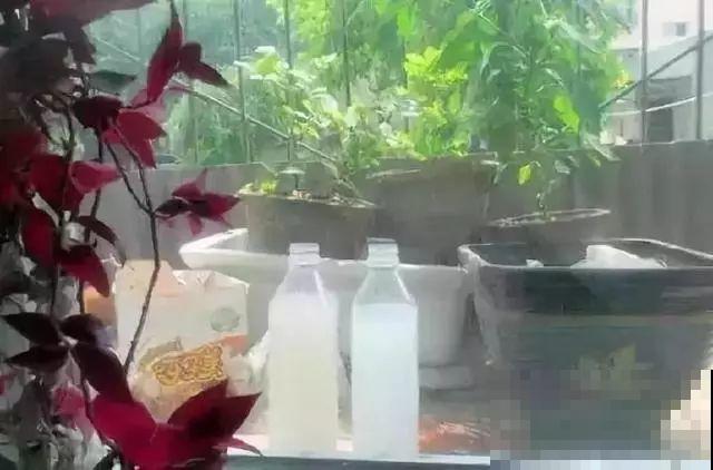 养花就怕乱浇水，这4种水浇得越多，死得越快！