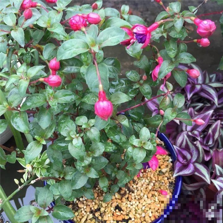 这6种花都有一个不能淋雨的习惯，长斑不说，整株都会烂掉！