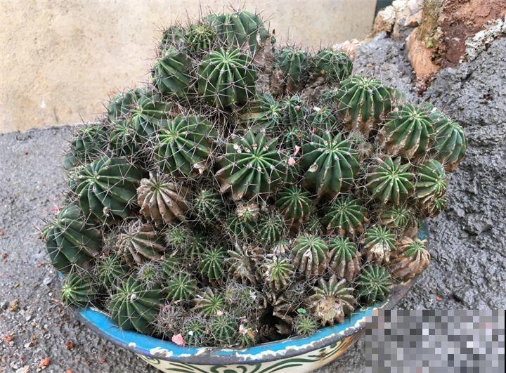 90岁老奶奶，用30年养出牡丹树王，长得比房顶还高！