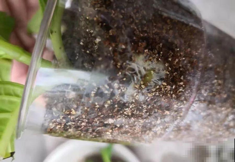 家里养这花，8月底必须剪，不然明年甭想赏花啦！
