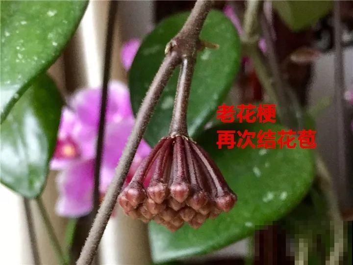 这花从春天到秋天，一茬接一茬，养在阳台美成一道风景线！