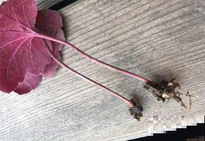 10种花扦插技巧，没事的时候插两盆，多到阳台都放不开！