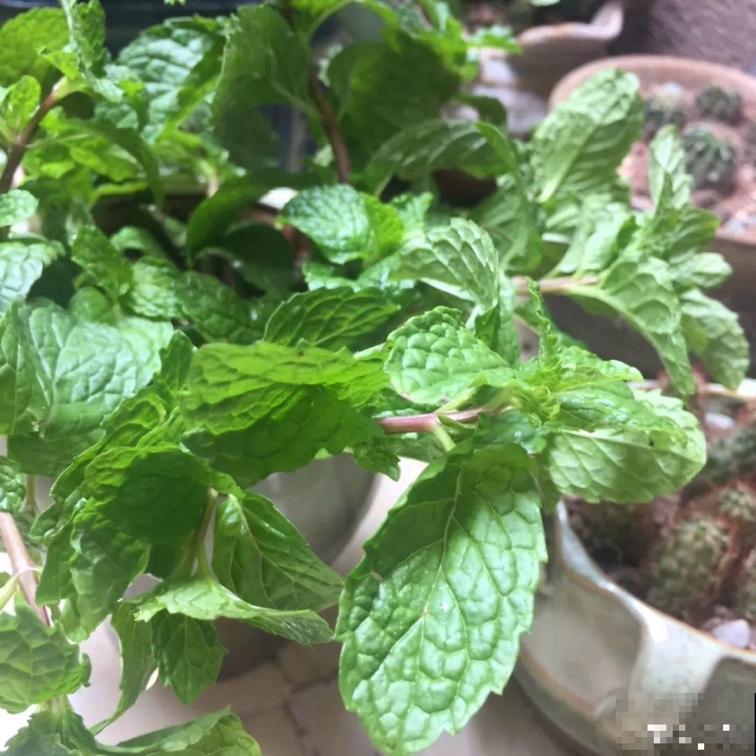 这12种花，夏天直接扔水里，蹭蹭长个开花拦不住！