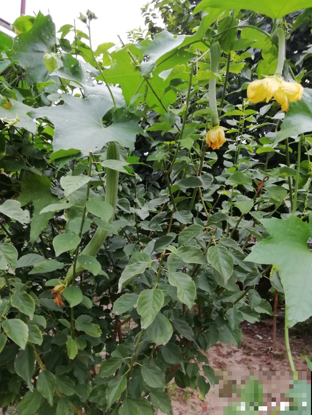 这种能吃能用还能遮阴的蔬菜，过几天就能收获，省了一个月买菜钱