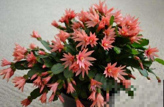 真昙花一次开一两朵，假昙花却能开100朵，怪不得都去抢这假货！