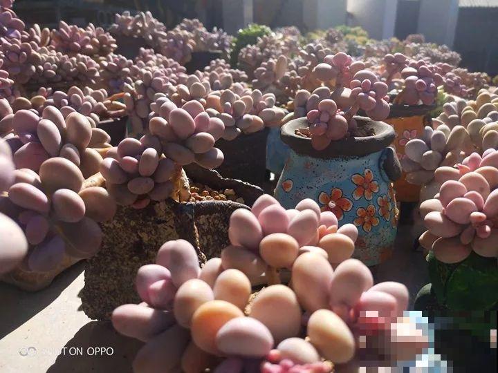 爸妈不在家，我在院子里疯狂种多肉，年年回家吓一跳！