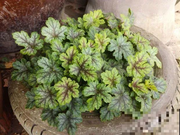 耐阴花就选它，叶子10个色，没光也能长爆盆！