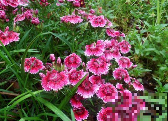 这花掐个枝就能活，花期长花量大，养花不再成难事！