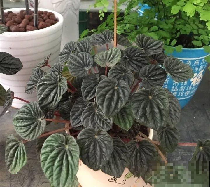 80种耐阴花，光线不好照样养的活，新手的救星！