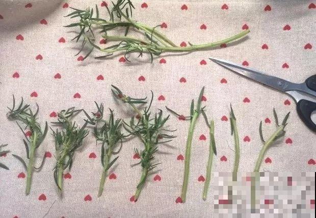 太阳花有枝就能活，越晒花越多，挂起来养还能成瀑布！