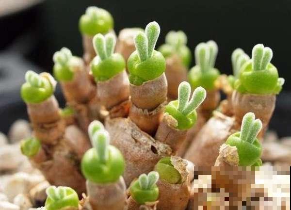 秋老虎来临之际，做好这些事，才能让你的多肉平安活下来！