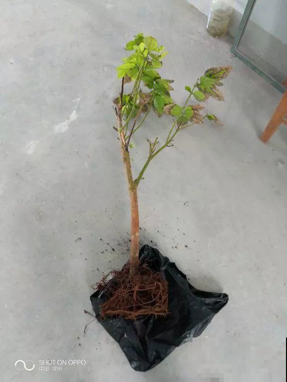 这么贵的花，路边扔了一大堆，丢人也要捡！