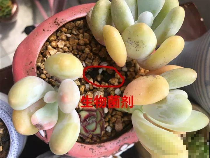 8月多肉这么养，9月爆满一阳台，个个都是胖娃娃！