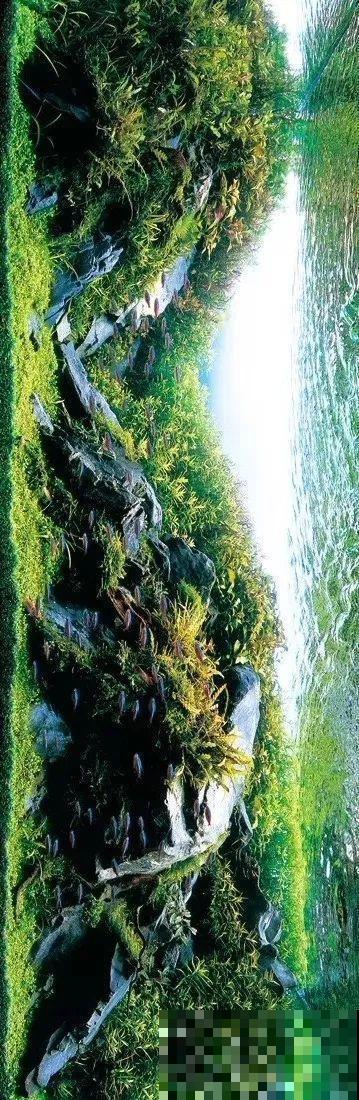 夏天就得养它，扔水里长一缸，7天美成一幅画！
