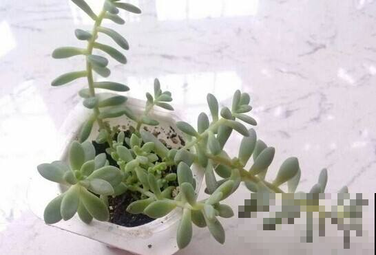 这3种花，都是愁人的主，谁还没有养死过的时候呢！