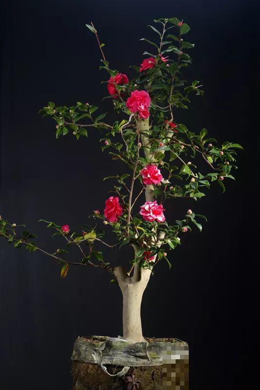 公认难养的花，他花10年时间养成盆景，价值翻倍！