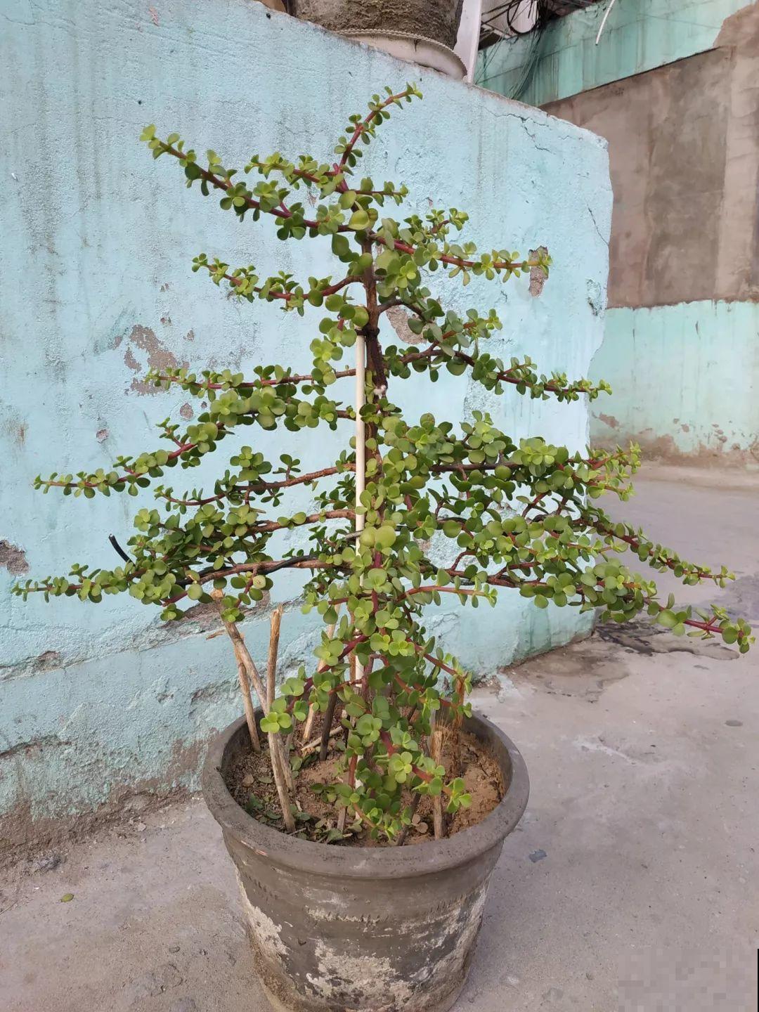 晒不死的花，现在剪1刀开花更猛，嗖嗖长成6层塔，戳屋顶了！