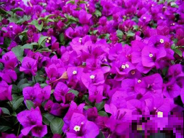 这花太坚贞不屈了，怎么折磨也不死，扔水沟里也能两天长满！
