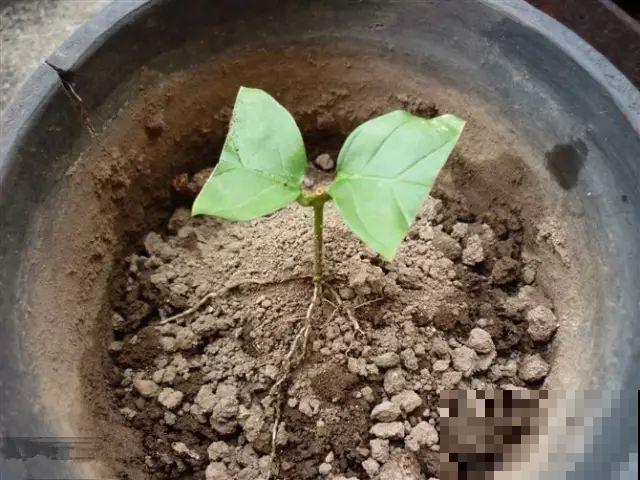这花剪一茬开一茬，越晒花越多，整个夏天屋里都是香香的！
