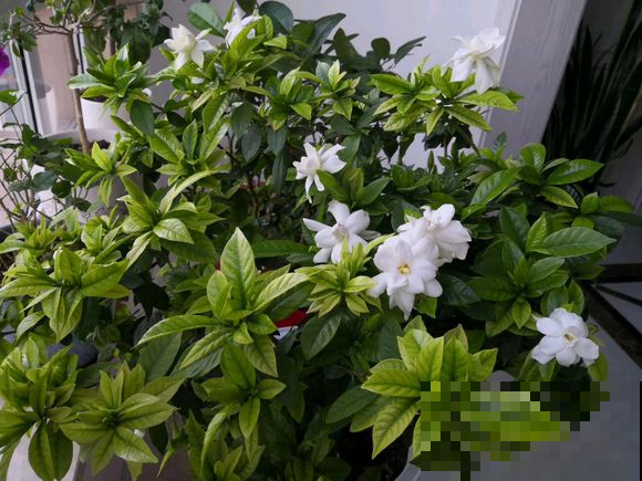 栀子花浇点这种水，叶子不黄还窜叶，比买得营养液还好使！