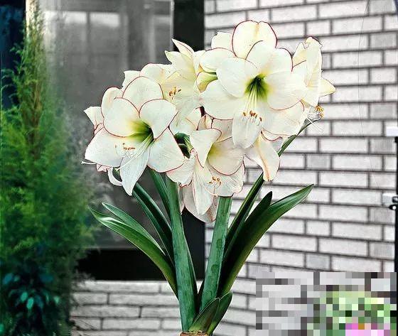 百合赏完了还有朱顶红，埋土里一月就开花，26个品种个个都耐寒！