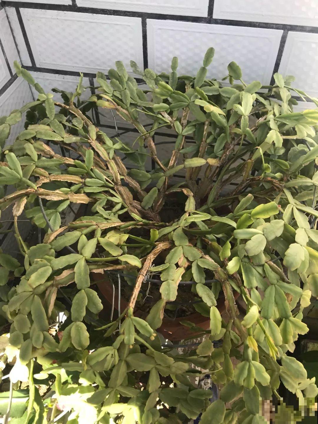 30种常见花的夏季浇水方法，告别烂根黄叶，养花无忧！