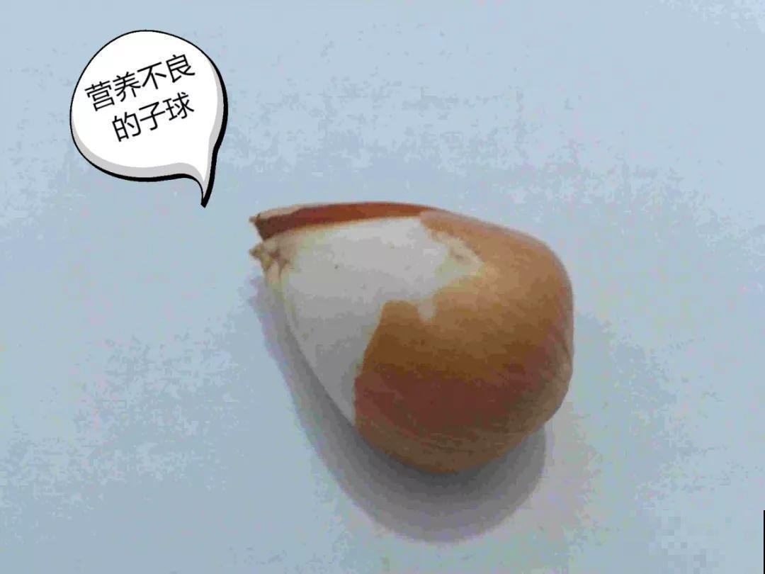 这花沾土就活，丢门口爆成一大簇，谁见了都喜欢！
