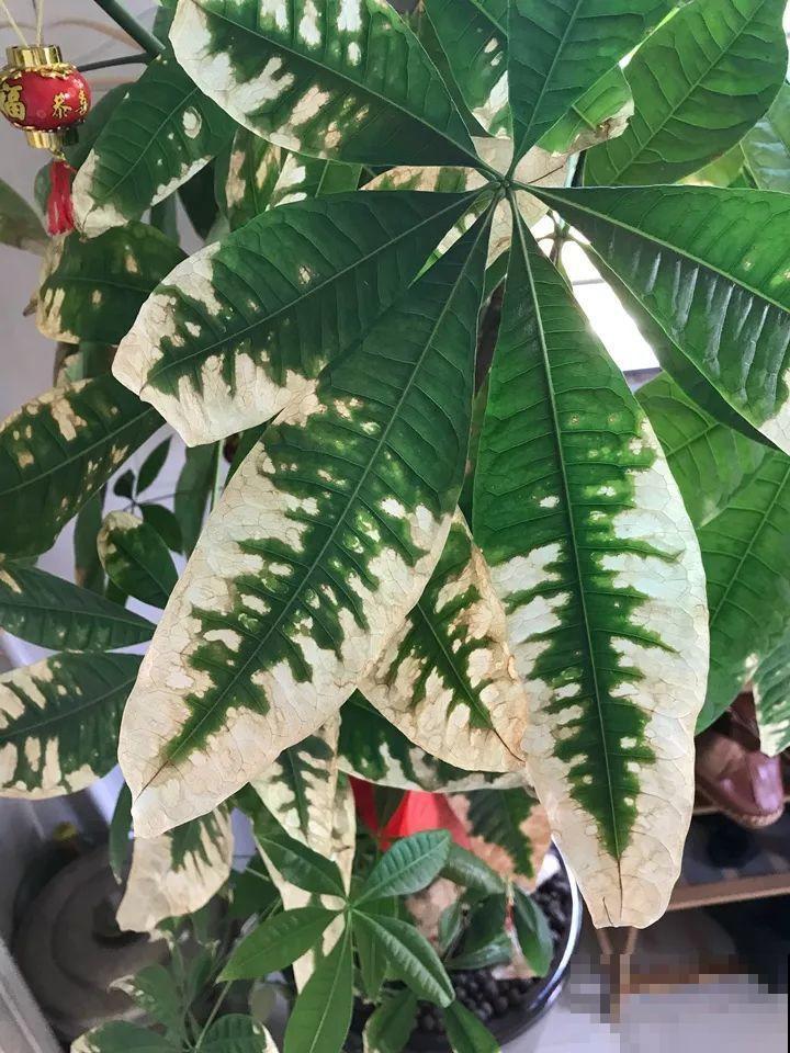 这10种花，年年收空盆，没点经验还真不敢养！
