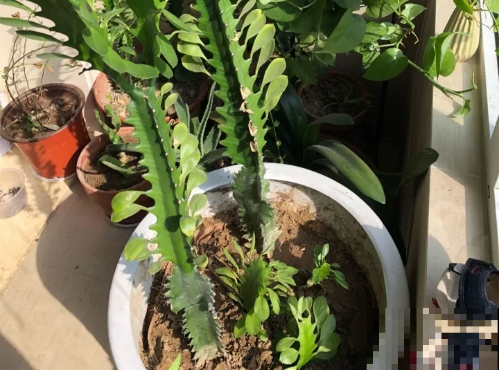 这花可真了不得，随便一养就猛蹿戳屋顶，吓得赶紧搬出去！
