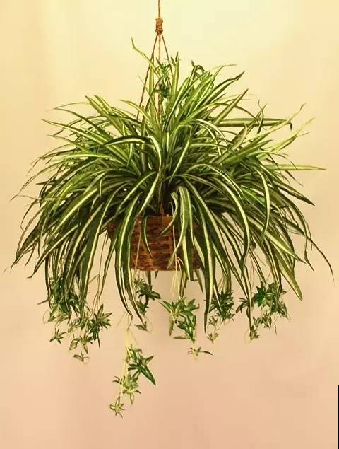 这几种花是最好养的花，不养你就亏大了！
