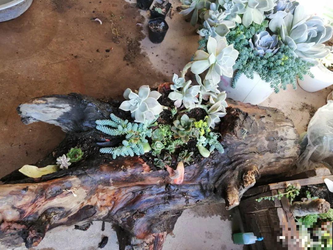 山上捡个大树桩，火烤一遍种多肉，3天服盆1年变老桩！