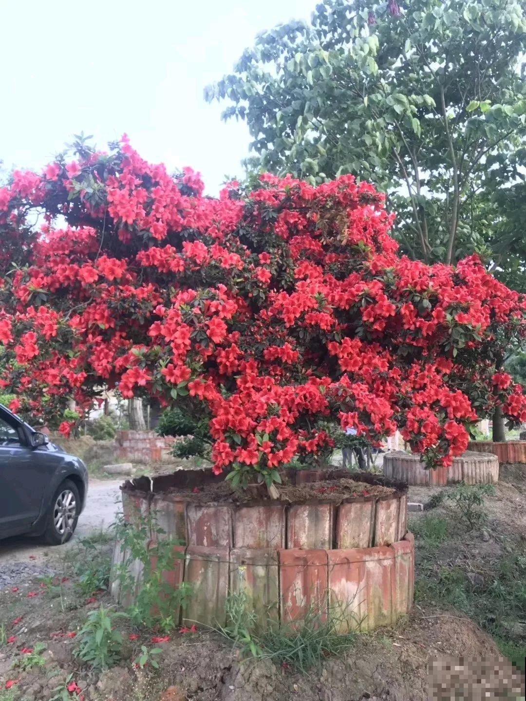 5种寿命超长的花，一养就是上百年，家里有一盆能当传家宝！