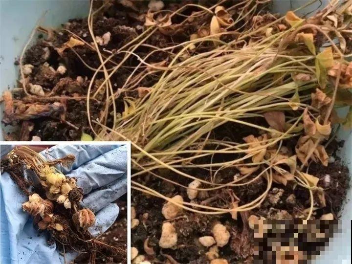 这花埋土里，不用剪就开爆，来年挖出来种球数翻10倍！