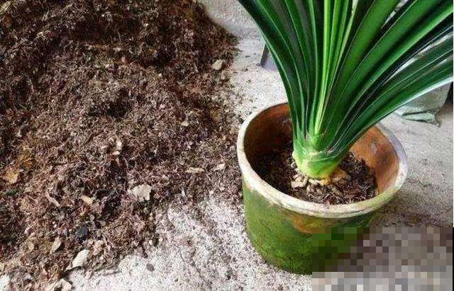 即将度夏成功？别让花毁在秋老虎手里，不然有你后悔的！
