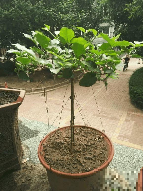 这花剪一茬开一茬，越晒花越多，整个夏天屋里都是香香的！