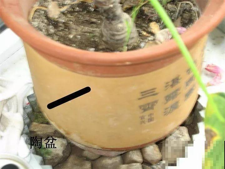 最难养2种的花，盆底垫上它，叶子油亮狂冒花苞！