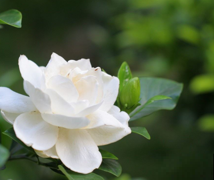 花市买了一盆便宜栀子花，原来是假货，宛如孪生怪不得没分清！