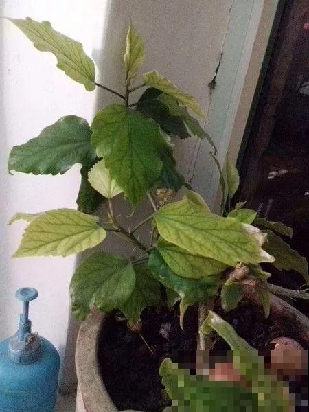 夏天养花黄叶子？赶紧剪一下，10天叶片绿的直滴油！