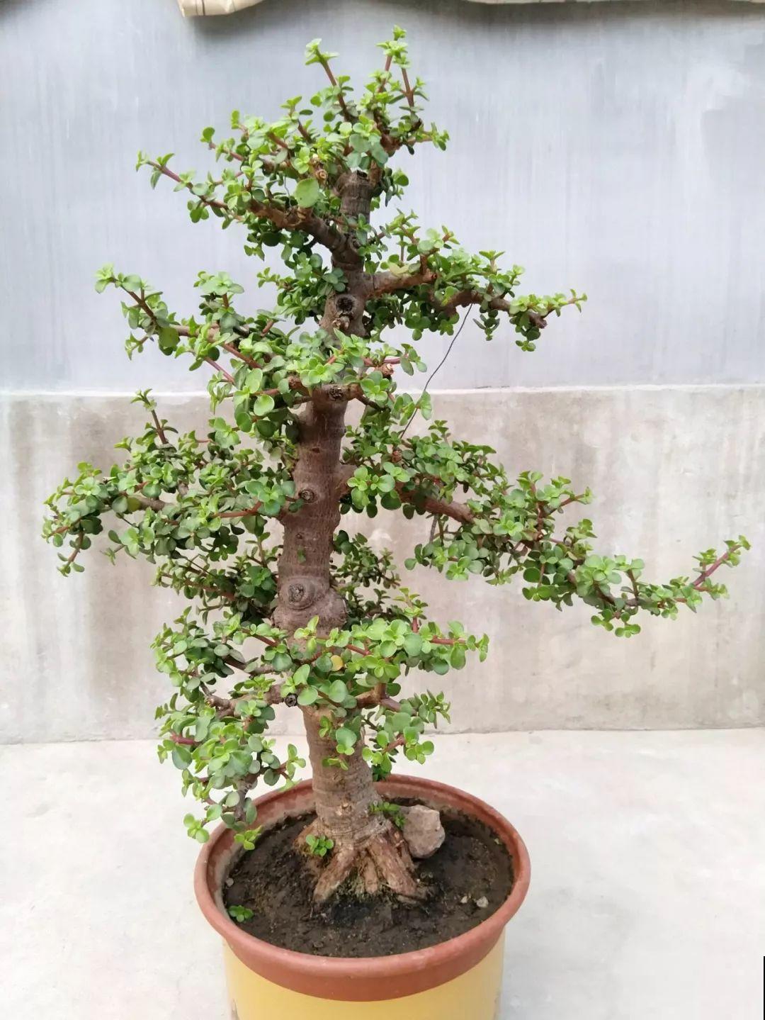 晒不死的花，现在剪1刀开花更猛，嗖嗖长成6层塔，戳屋顶了！