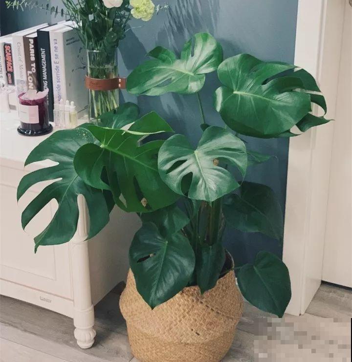 80种耐阴花，光线不好照样养的活，新手的救星！