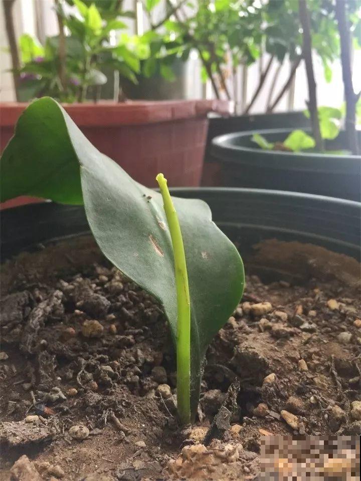 10种花扦插技巧，没事的时候插两盆，多到阳台都放不开！