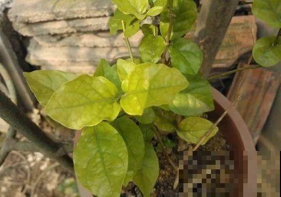 夏天养花黄叶子？赶紧剪一下，10天叶片绿的直滴油！