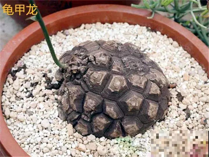 这花长得像个乌龟壳，没想到三个月爬满阳台，差点给扔了！