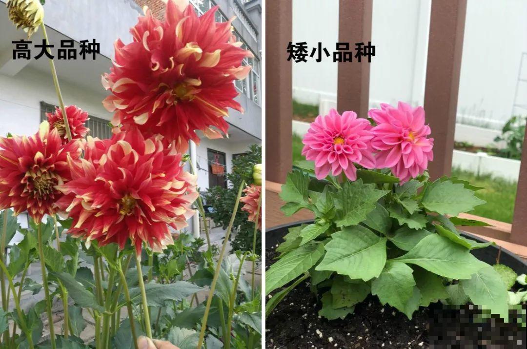 这花超耐旱，现在不能多浇水，浇越多死越快！