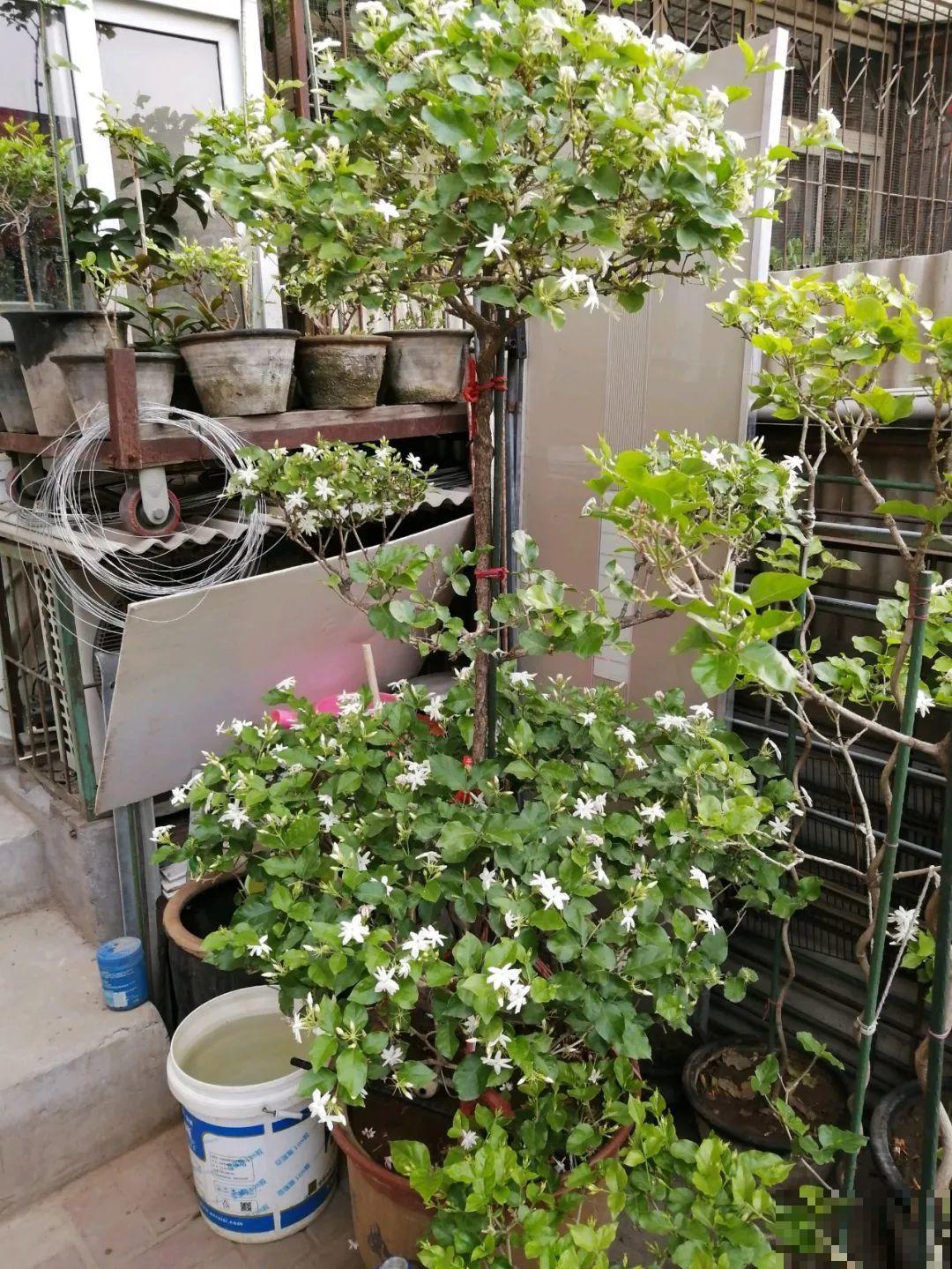 晒不死的花，现在剪1刀开花更猛，嗖嗖长成6层塔，戳屋顶了！