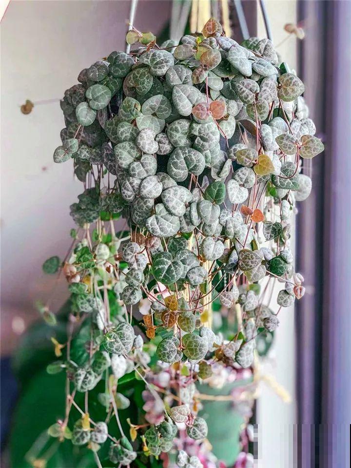 别养绿萝了，这20种耐阴花，养家里才气派！