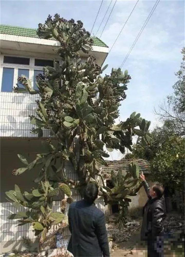 90岁老奶奶，用30年养出牡丹树王，长得比房顶还高！